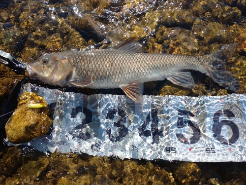 ニゴイの釣果