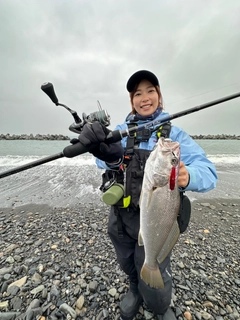 ニベの釣果