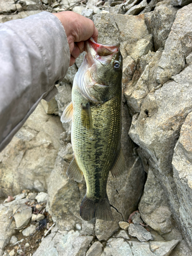 ラージマウスバスの釣果