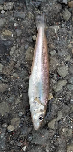 キスの釣果