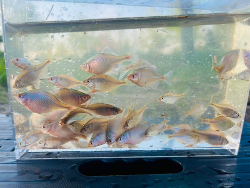 タナゴの釣果