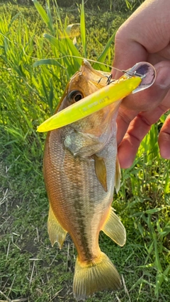 ブラックバスの釣果