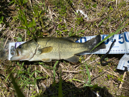 ラージマウスバスの釣果