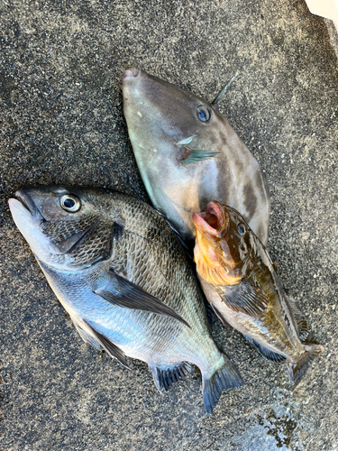 チヌの釣果