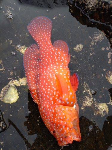 ユカタハタの釣果