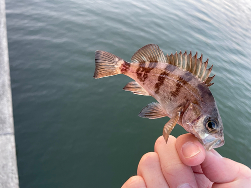 釣果