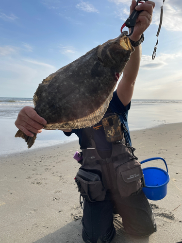 ヒラメの釣果