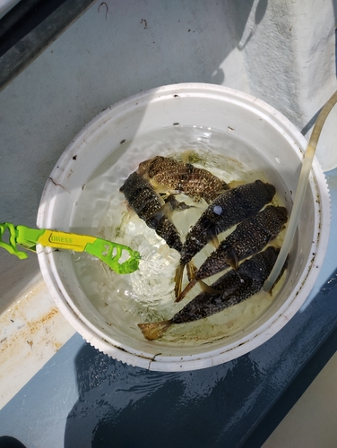 ショウサイフグの釣果