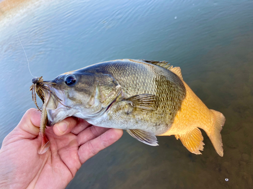 スモールマウスバスの釣果