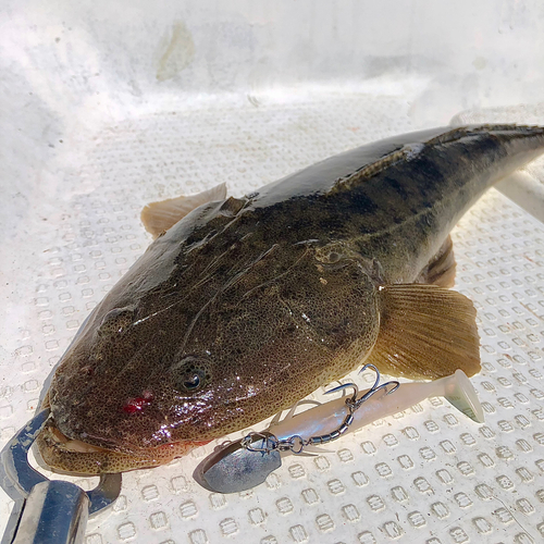 マゴチの釣果