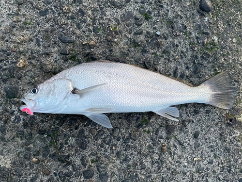 ニベの釣果