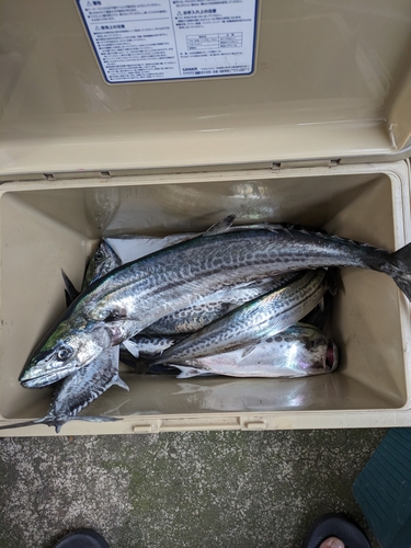 サゴシの釣果