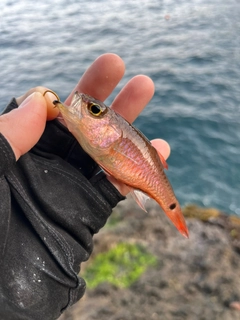 ネンブツダイの釣果