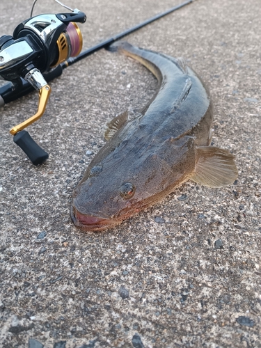 コチの釣果