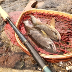 ヤマメの釣果