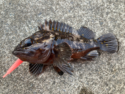 オウゴンムラソイの釣果