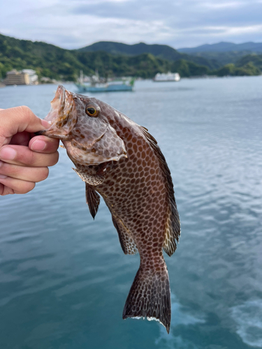 オオモンハタの釣果