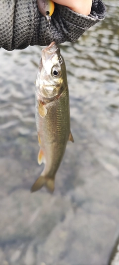 ウグイの釣果