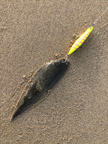 シタビラメの釣果