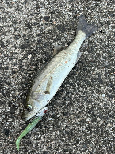 セイゴ（マルスズキ）の釣果