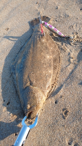 ソゲの釣果