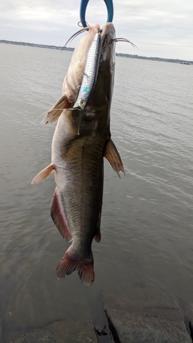 アメリカナマズの釣果