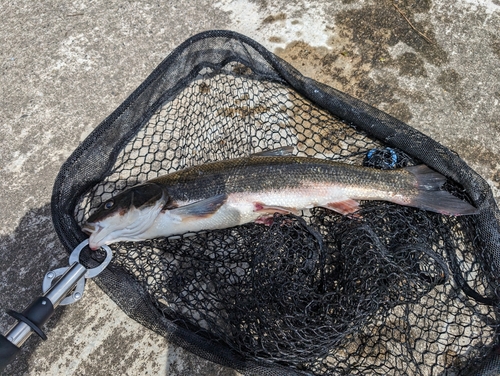 マルタウグイの釣果