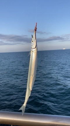 サヨリの釣果