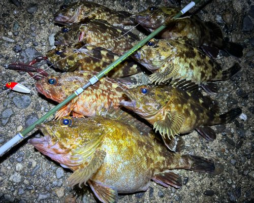 カサゴの釣果