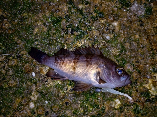 シロメバルの釣果