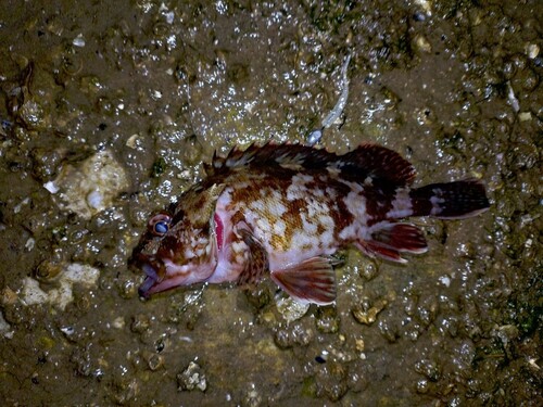 カサゴの釣果