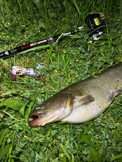 ナマズの釣果