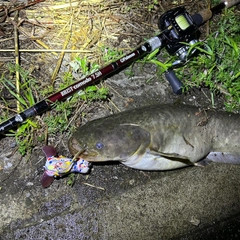 ナマズの釣果