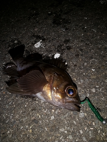 メバルの釣果