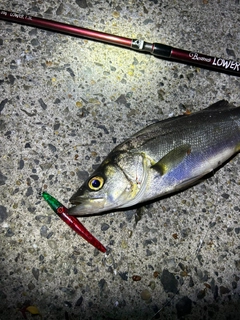 シーバスの釣果