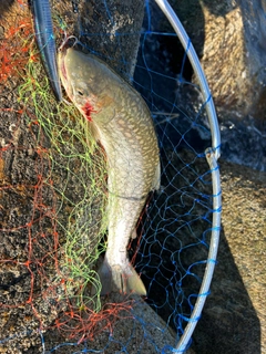 アメマスの釣果