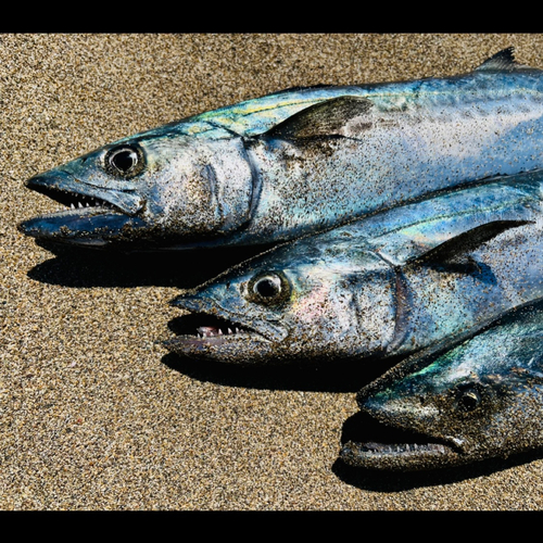 サゴシの釣果