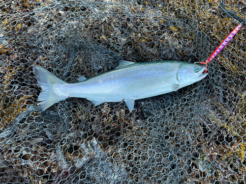 サクラマスの釣果