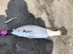 ニベの釣果