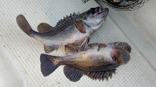 クロソイの釣果