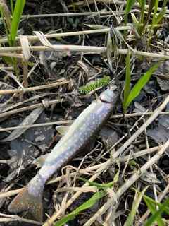 アメマスの釣果