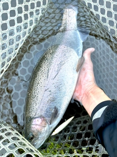 ニジマスの釣果