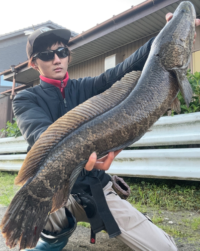 ライギョの釣果