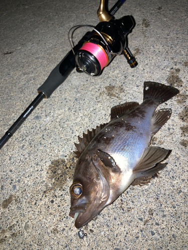 シロメバルの釣果