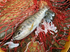 アマゴの釣果