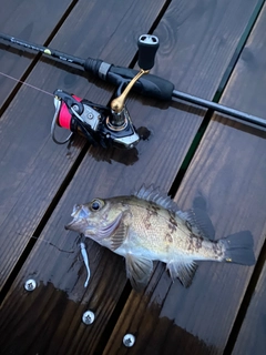 シロメバルの釣果