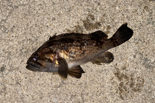 ソイの釣果