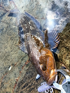 アイナメの釣果