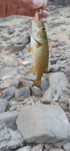 スモールマウスバスの釣果