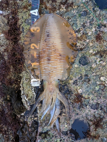 アオリイカの釣果